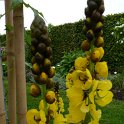 Senna didymobotrya fleur